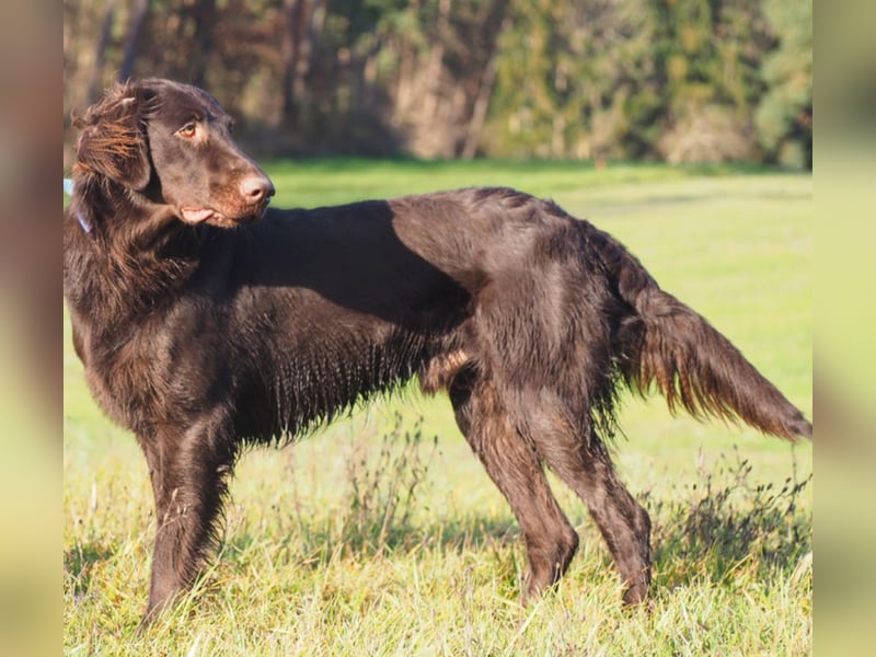 Flat Coated Retriever Welpen