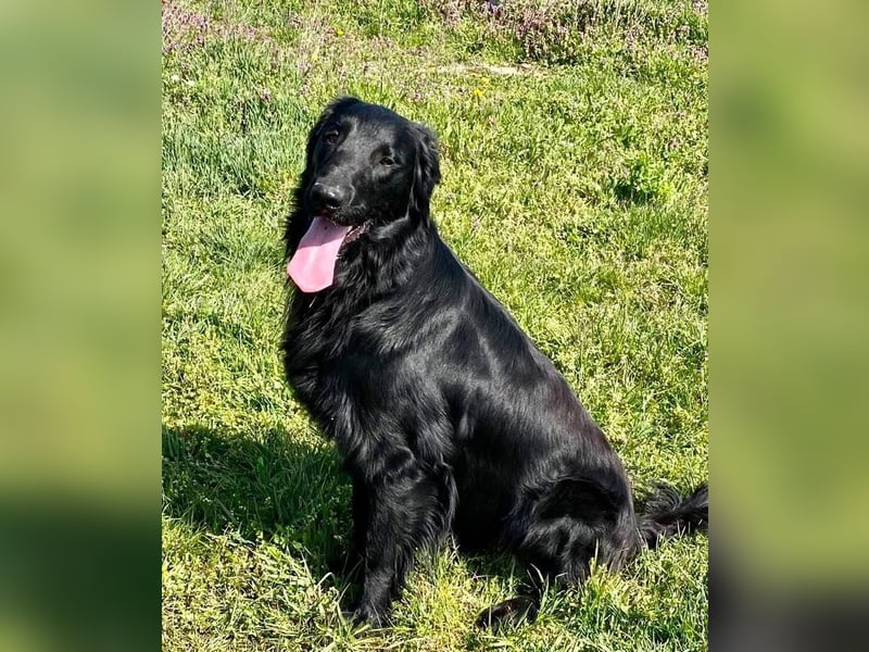 Flat Coated Retriever Welpen