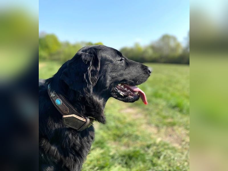 Flat Coated Retriever Welpen