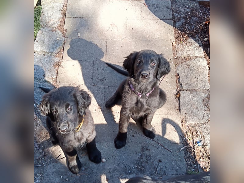 Flat coated Retriever Welpen
