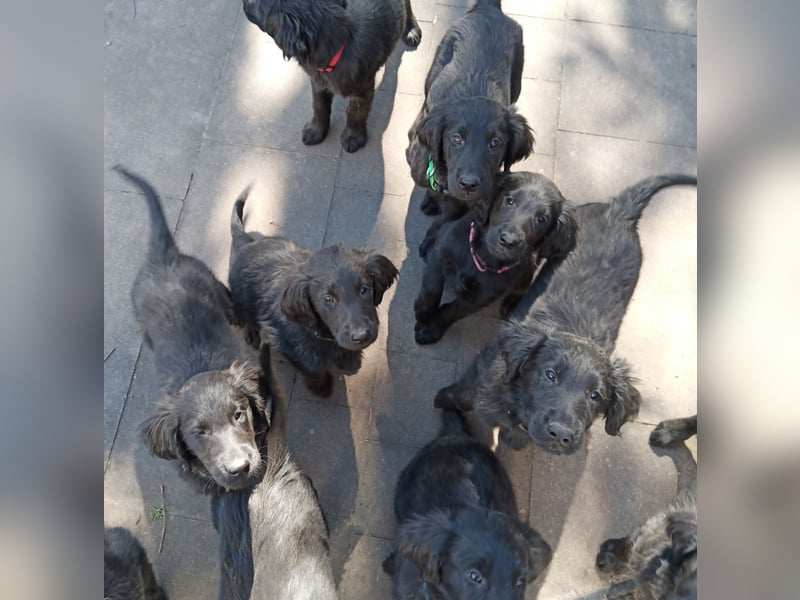 Flat coated Retriever Welpen