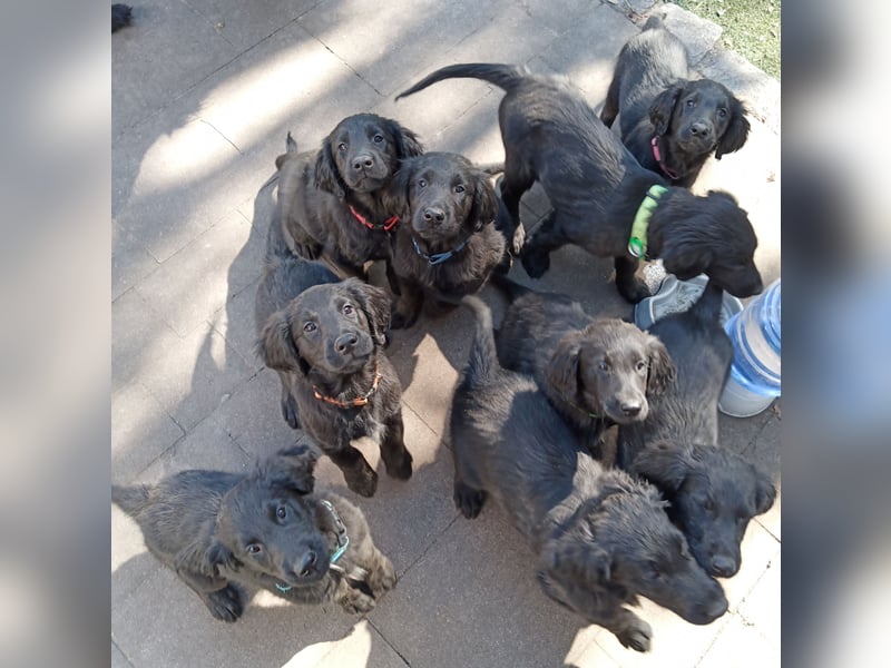 Flat coated Retriever Welpen