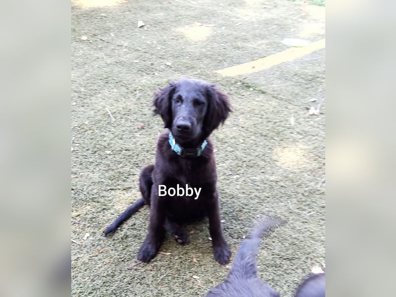 Flat coated Retriever Mädl 5 Monate Bobby H