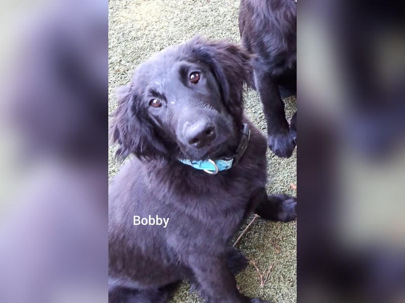 Flat coated Retriever Mädl 5 Monate Bobby H