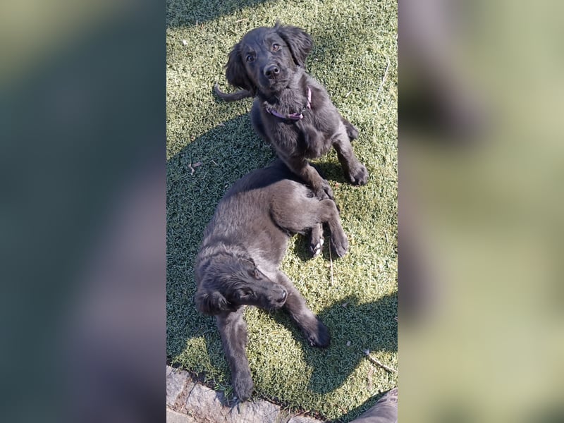 Flat coated Retriever Welpen