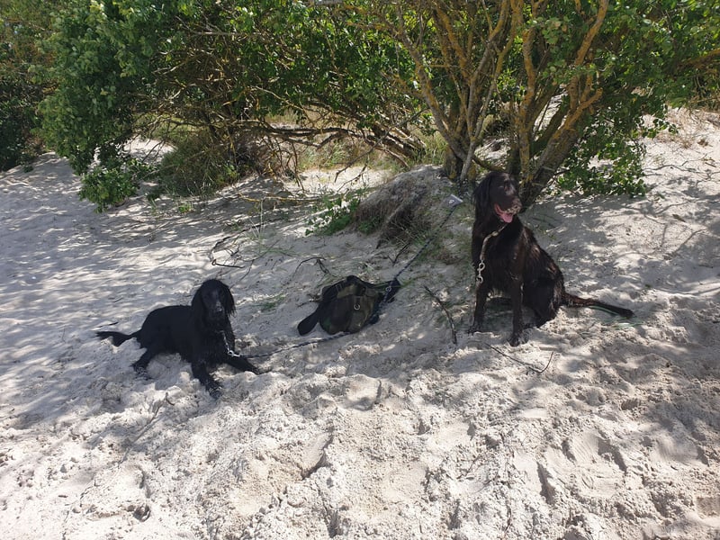 C - Wurf Flat Coated Retriever 2025