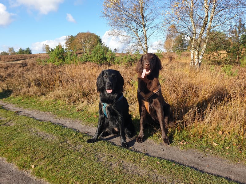 C - Wurf Flat Coated Retriever 2025