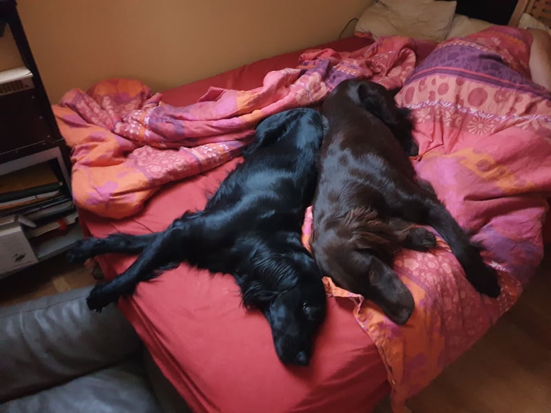 C - Wurf Flat Coated Retriever 2025