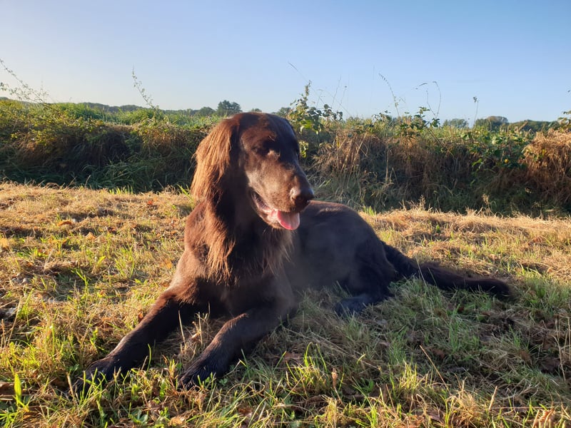 C - Wurf Flat Coated Retriever 2025