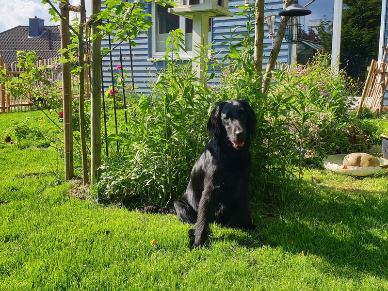 C - Wurf Flat Coated Retriever 2025