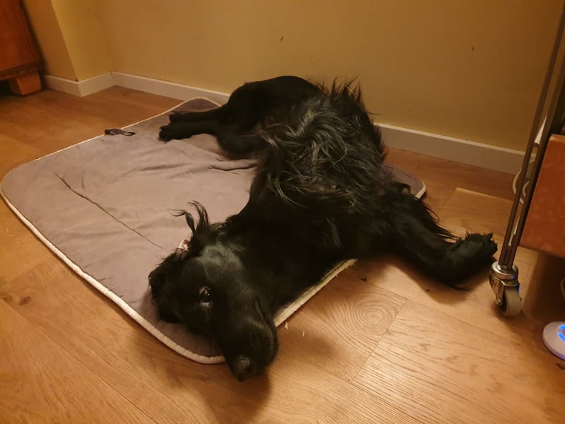 C - Wurf Flat Coated Retriever 2025