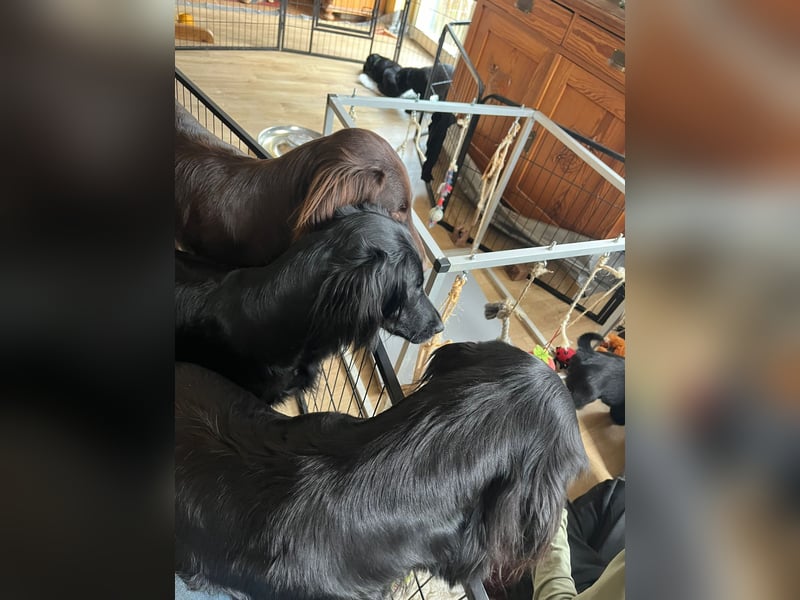 C - Wurf Flat Coated Retriever 2025