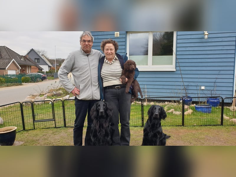 C - Wurf Flat Coated Retriever 2025