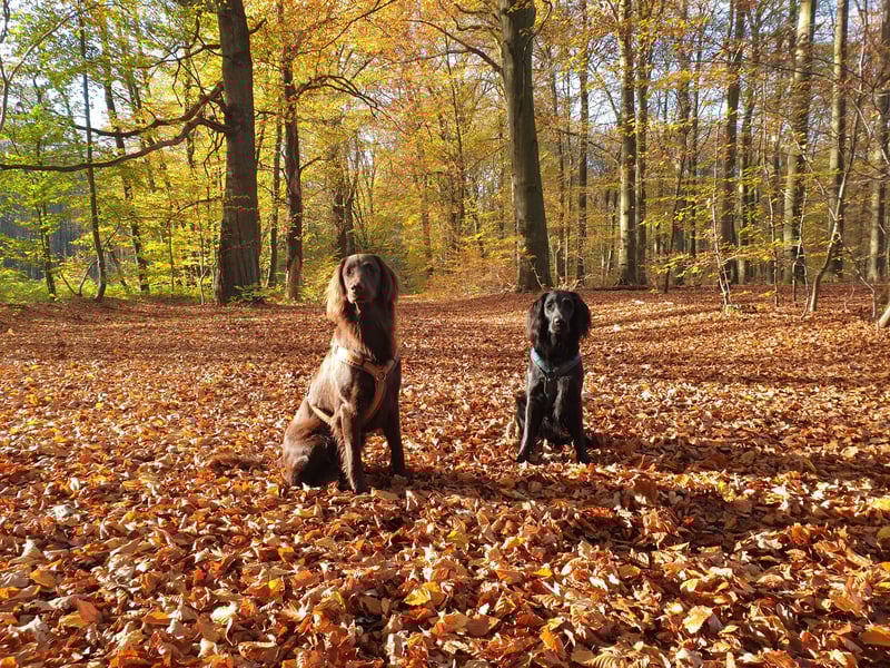 C - Wurf Flat Coated Retriever 2025