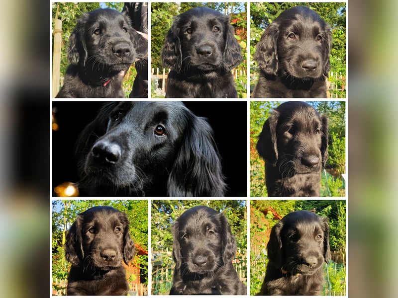 C - Wurf Flat Coated Retriever 2025