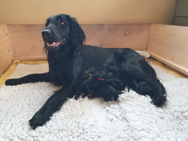 C - Wurf Flat Coated Retriever 2025