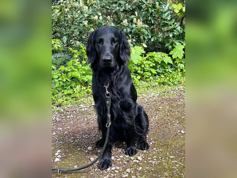C - Wurf Flat Coated Retriever 2025