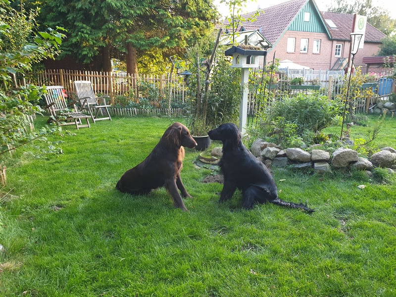 C - Wurf Flat Coated Retriever 2025
