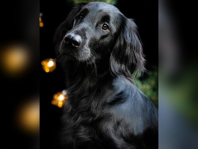 C - Wurf Flat Coated Retriever 2025