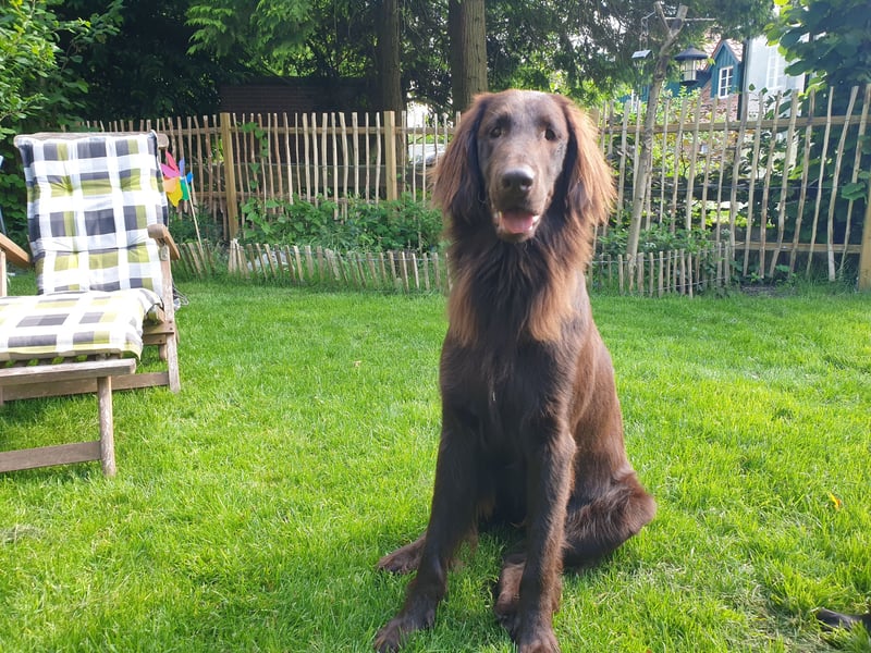 C - Wurf Flat Coated Retriever 2025