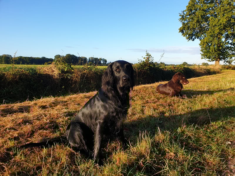 C - Wurf Flat Coated Retriever 2025