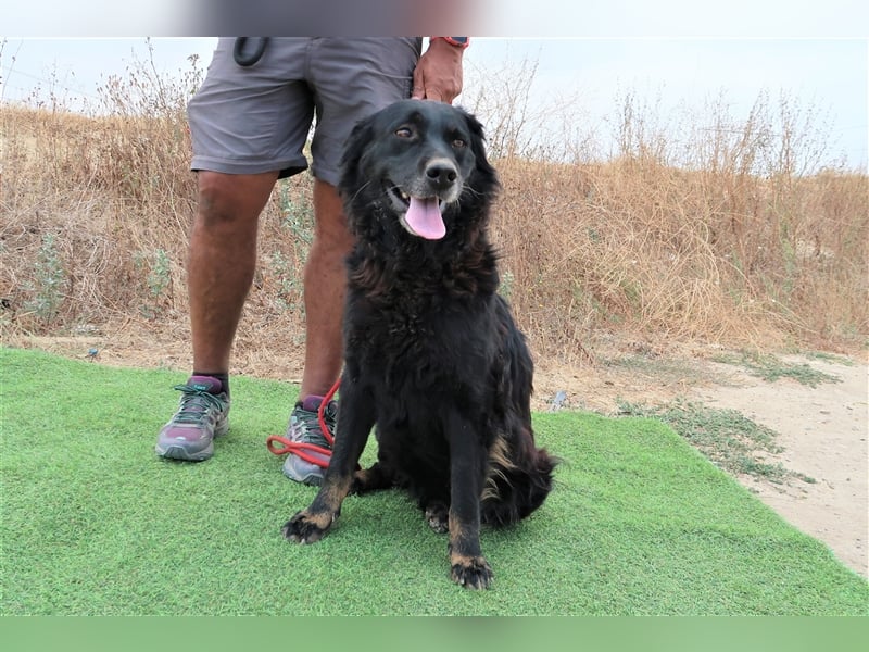 Marfy, Mix Flat Coated Retriever , lieb und verträglich