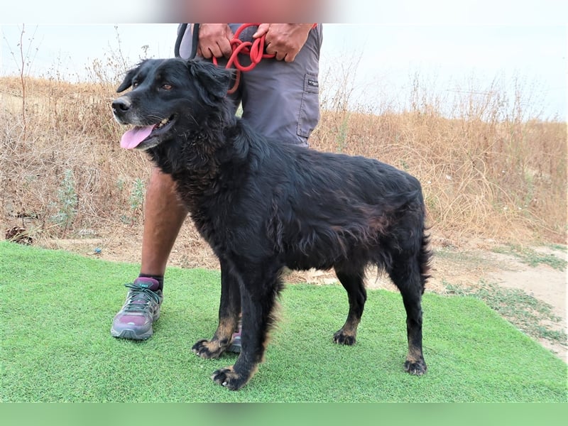 Marfy, Mix Flat Coated Retriever , lieb und verträglich