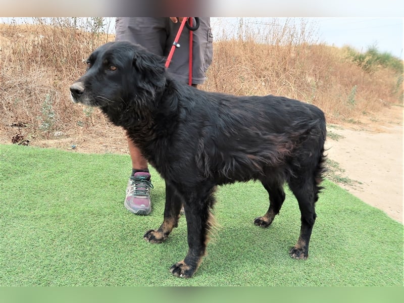 Marfy, Mix Flat Coated Retriever , lieb und verträglich