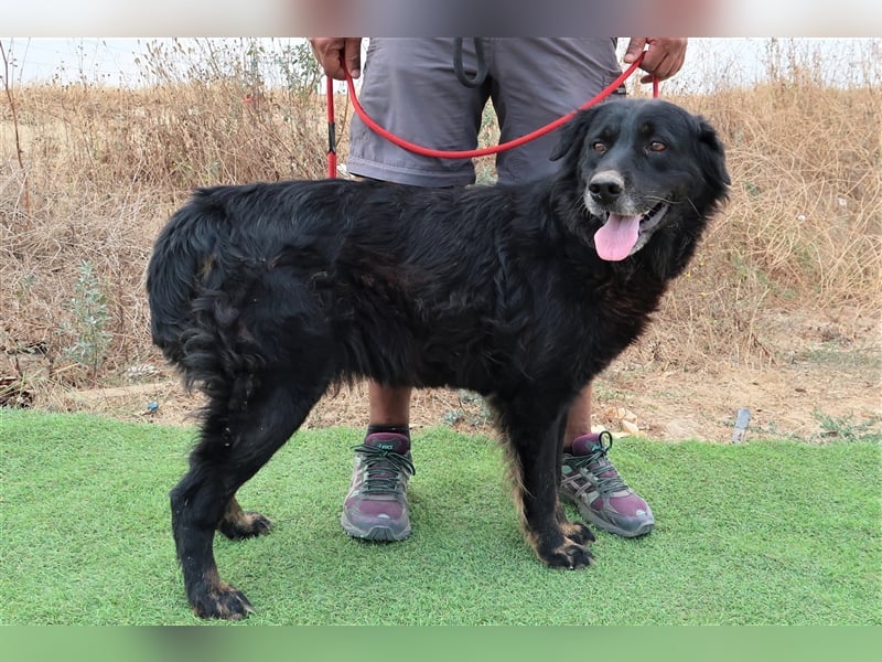 Marfy, Mix Flat Coated Retriever , lieb und verträglich