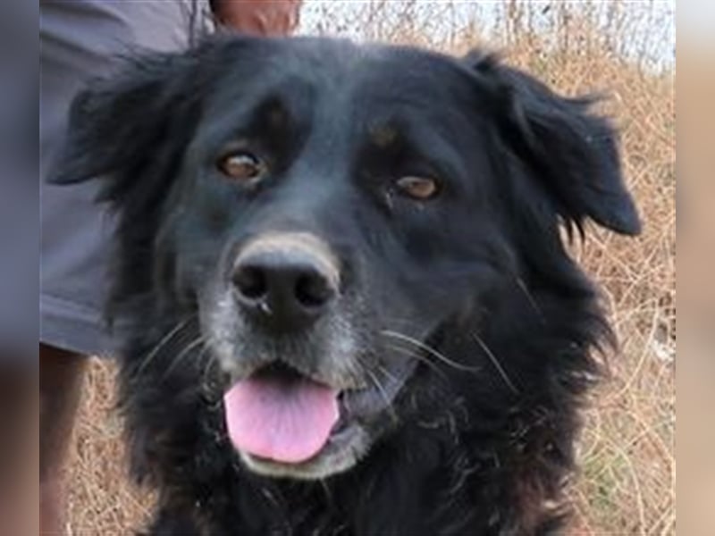 Marfy, Mix Flat Coated Retriever , lieb und verträglich