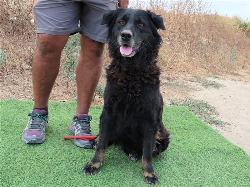 Marfy, Mix Flat Coated Retriever , lieb und verträglich