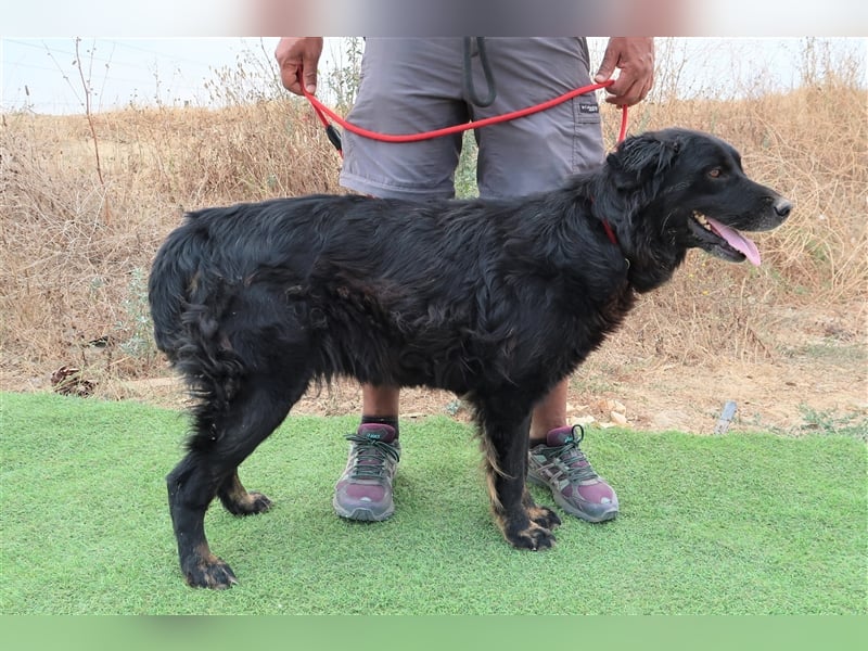 Marfy, Mix Flat Coated Retriever , lieb und verträglich