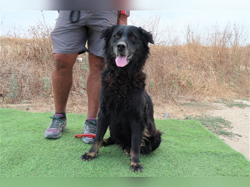Marfy, Mix Flat Coated Retriever , lieb und verträglich