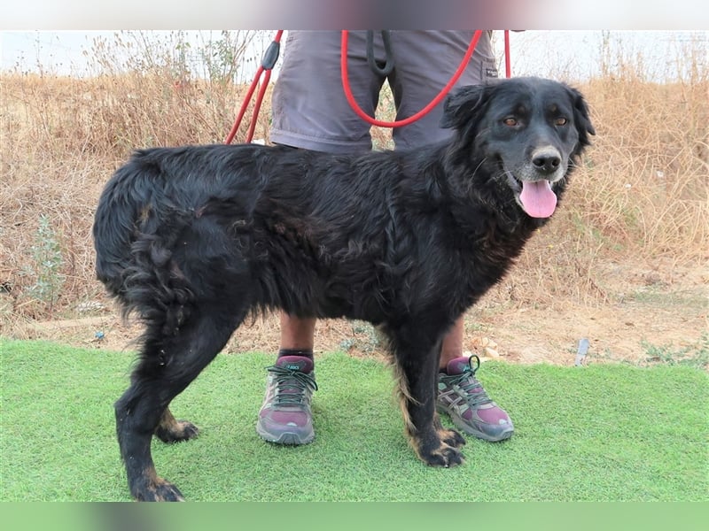 Marfy, Mix Flat Coated Retriever , lieb und verträglich