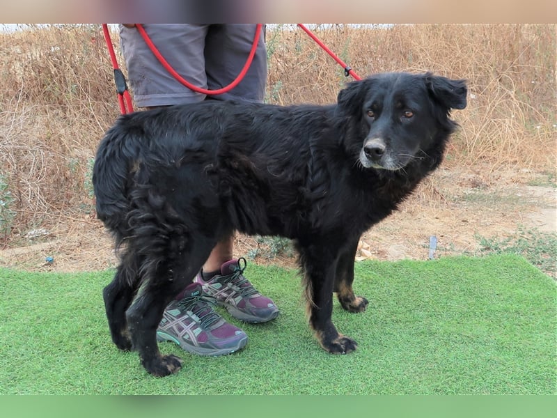 Marfy, Mix Flat Coated Retriever , lieb und verträglich