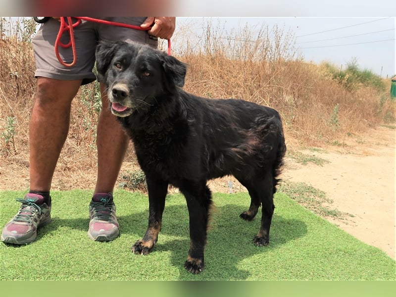 Marfy, Mix Flat Coated Retriever , lieb und verträglich