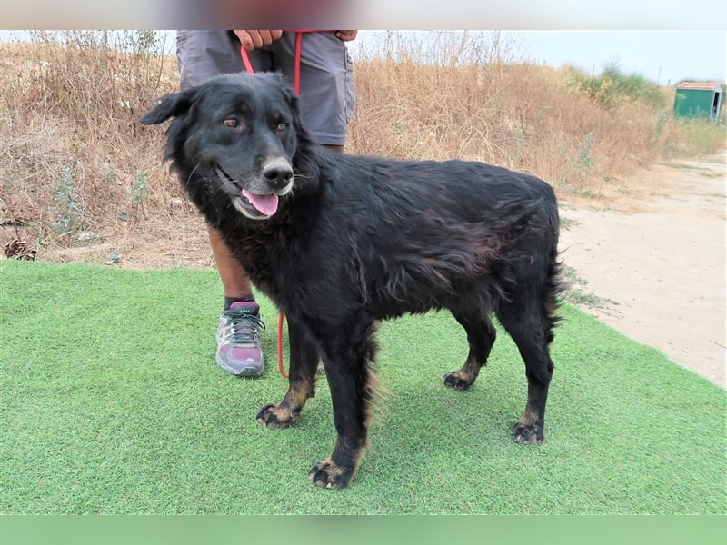 Marfy, Mix Flat Coated Retriever , lieb und verträglich