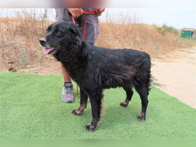 Marfy, Mix Flat Coated Retriever , lieb und verträglich