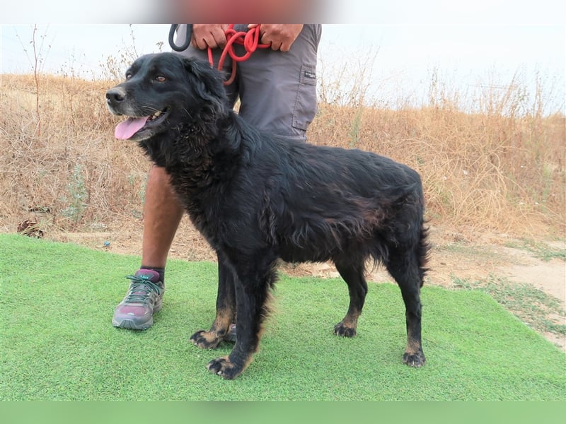Marfy, Mix Flat Coated Retriever , lieb und verträglich