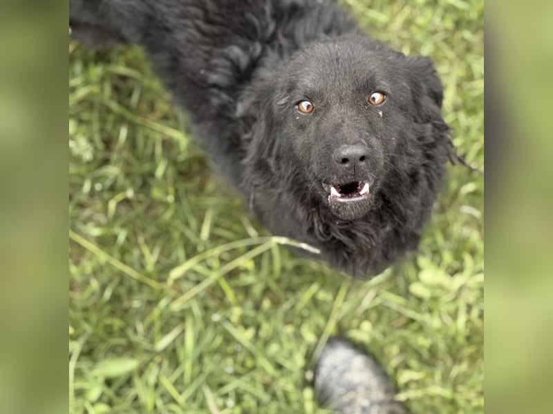Lena - eine absolut freundliche Hündin