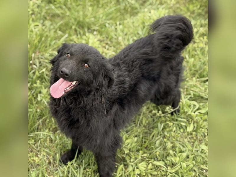 Lena - eine absolut freundliche Hündin