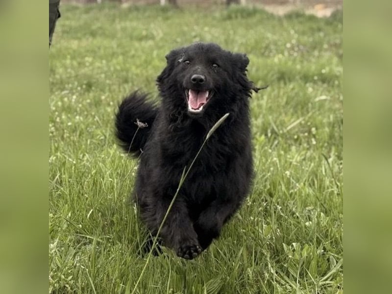 Lena - eine absolut freundliche Hündin