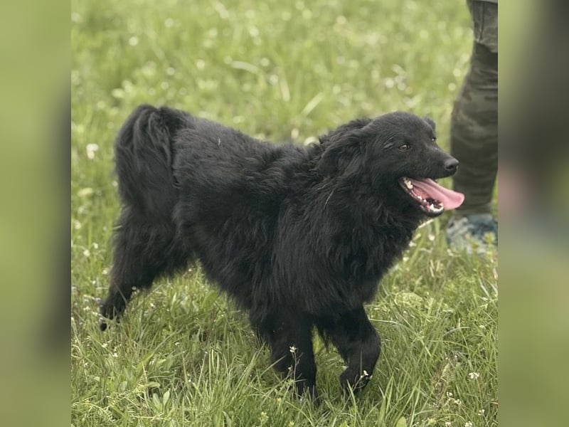 Lena - eine absolut freundliche Hündin