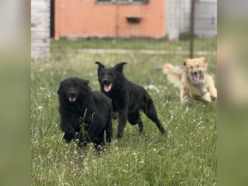 Lena - eine absolut freundliche Hündin
