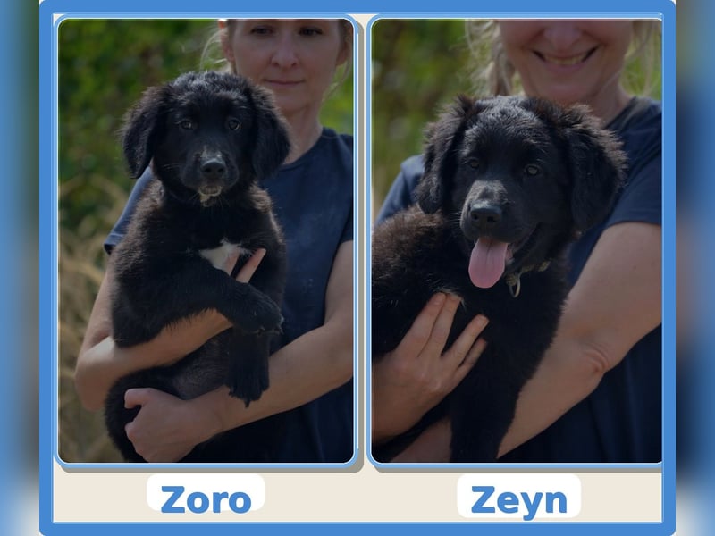 Zeyn – ein kleines Herz sucht sein Zuhause
