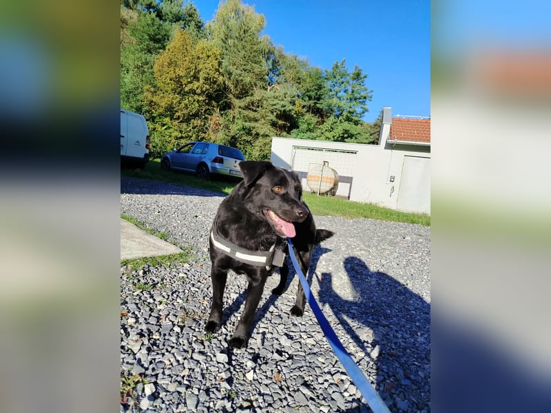 freundlicher Retriever Mischlings-Rüde Ravioli sucht seine Menschen