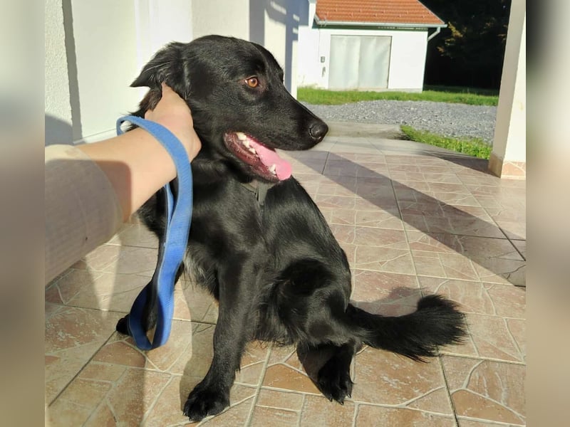 fröhlicher Retriever Mischlings-Rüde Sebbo sucht ein Zuhause