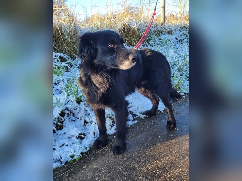 sanfter freundlicher Retriever Mischlings-Rüde Nino sucht ein Zuhause