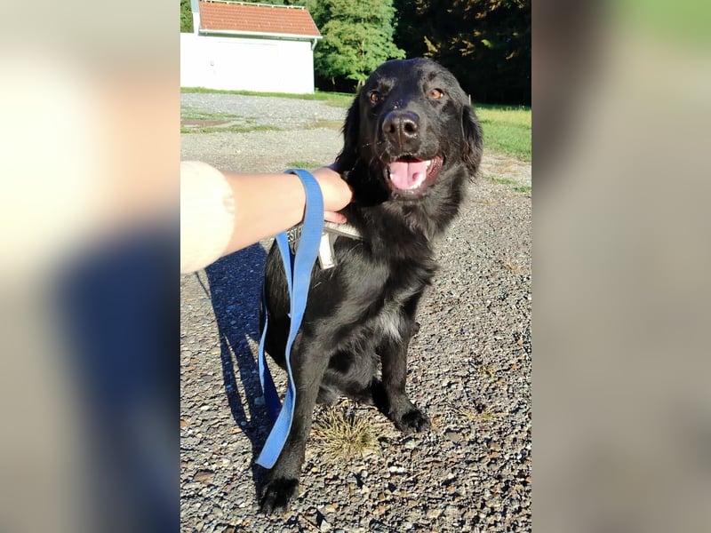 fröhlicher Retriever Mischlings-Rüde Sebbo sucht ein Zuhause