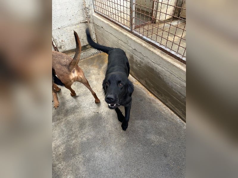 fröhlicher Retriever Mischlings-Rüde Sebbo sucht ein Zuhause